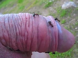 Kinky dostum bir karınca tepenin onun içine küçük horoz uzatıp ve çok hoşlanıyor